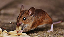 24 Hour & Emergency Exterminators in St Croix Bch, MN
